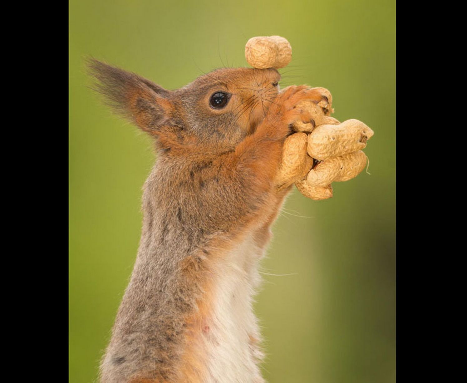 A greedy red squirrel tries to carry so many nuts at once that he has to balance one on his nose