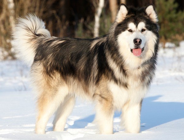 Chó alaska - Những giống chó cảnh đẹp nhất | Loài chó đẹp nhất thế giới