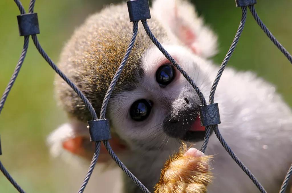 spider monkey licks wire enclosure