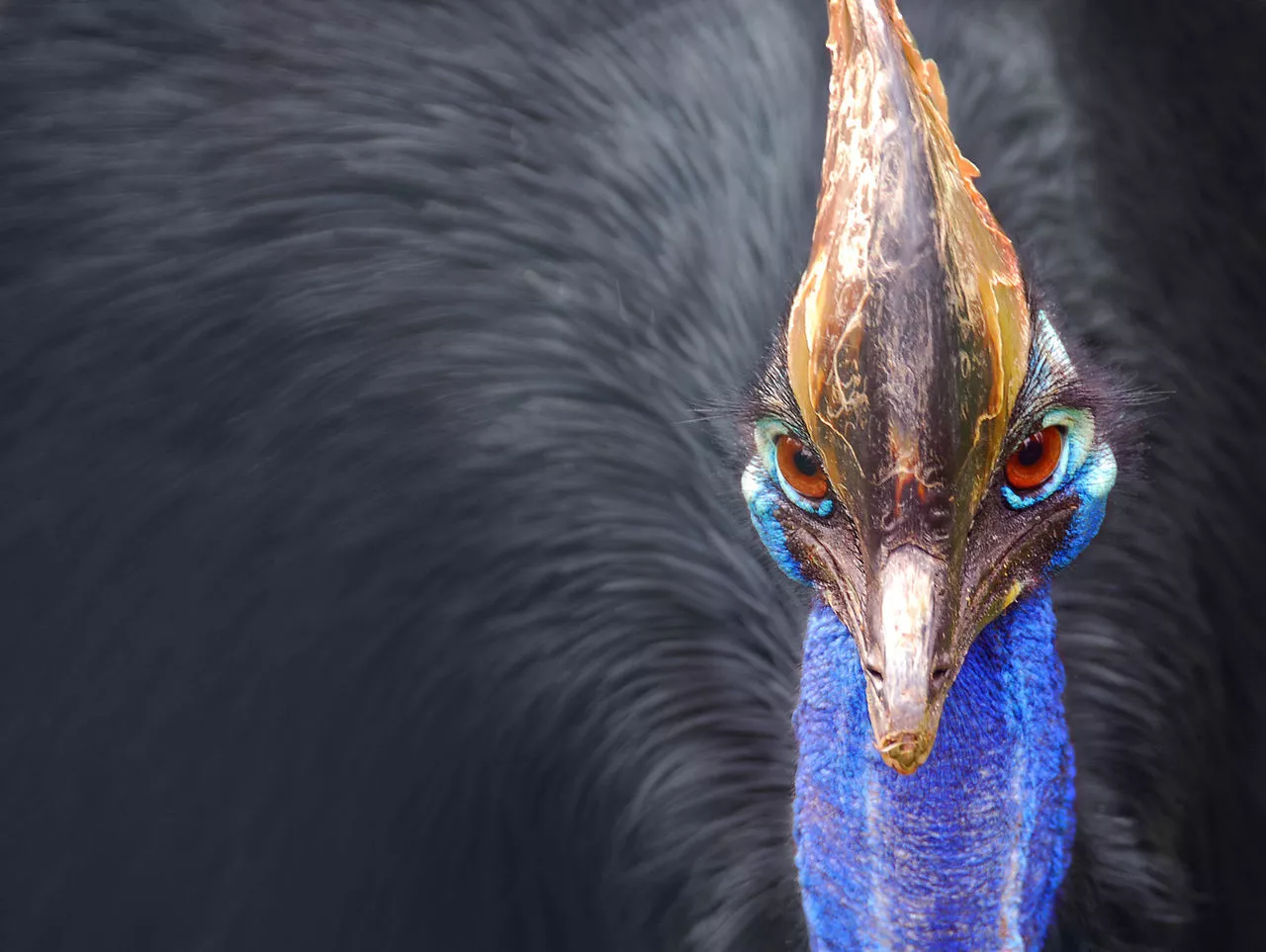 elegant cassowary head closeup