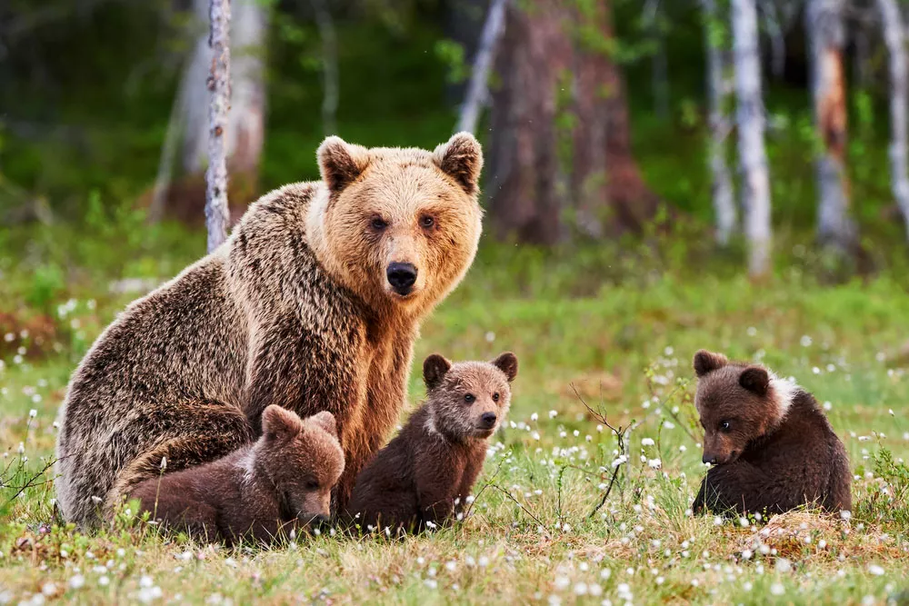 mother bear and cubs in forest