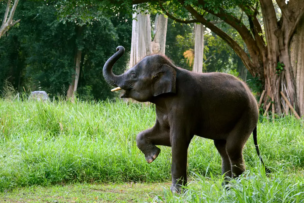 baby elephant lifts trunk and front leg