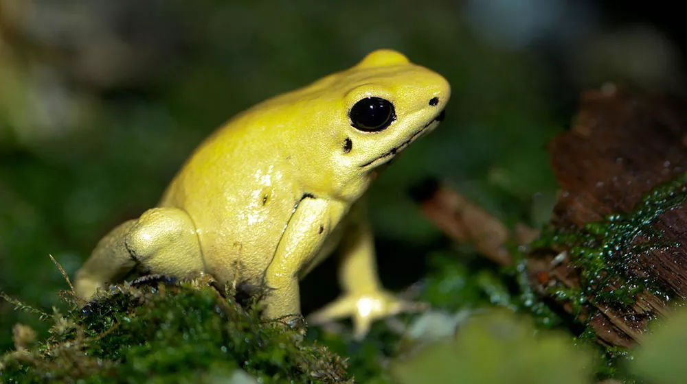 yellow gold golden poison dart frog sitting on moss