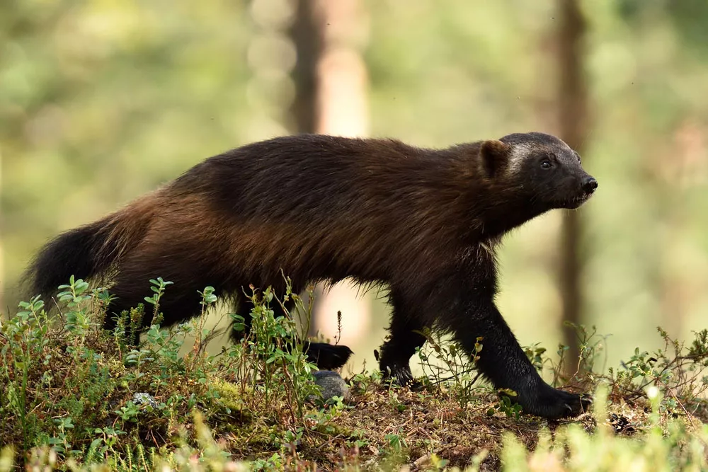 wolverine strolling through forested area