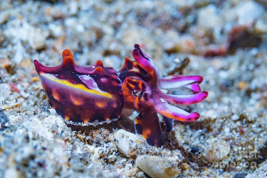 Pfeffer's Flamboyant Cuttlefish Juvenile by Georgette Douwma/science Photo Library