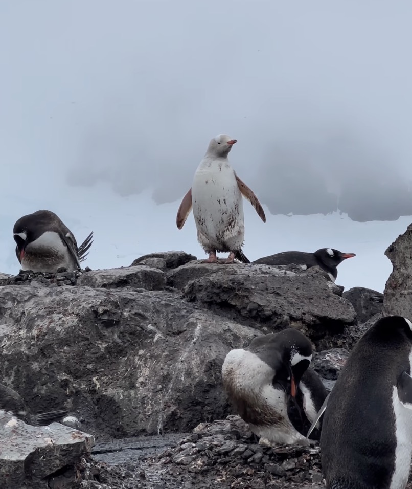 A rare white Gentoo penguin was spotted near the González Videla Antarctic base in Antarctica.