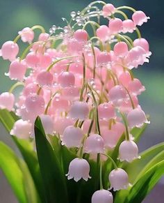 140 Lily of the Valley ideas in 2024 | lily of the valley, lily, beautiful  flowers