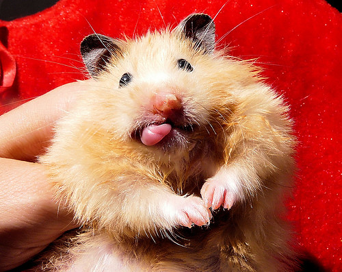 random funny/cute hamster | from www.randomhamsters.com | Flickr