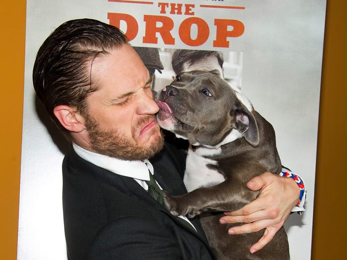 tom hardy dog