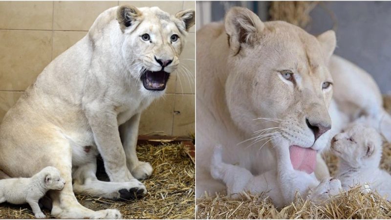 Awe-Inspiring Rarity: Video Showcases Extraordinarily Rare White Lion Quintuplets Basking in Maternal Love at Local Zoo