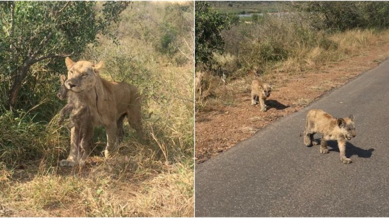 Heartwarming Reunion: Lioness Performs Heroic Rescue Mission to Save Stranded Cubs