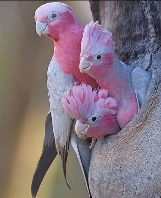 These pink-faced birds will capture your heart with their exquisite colors! – The Daily Worlds