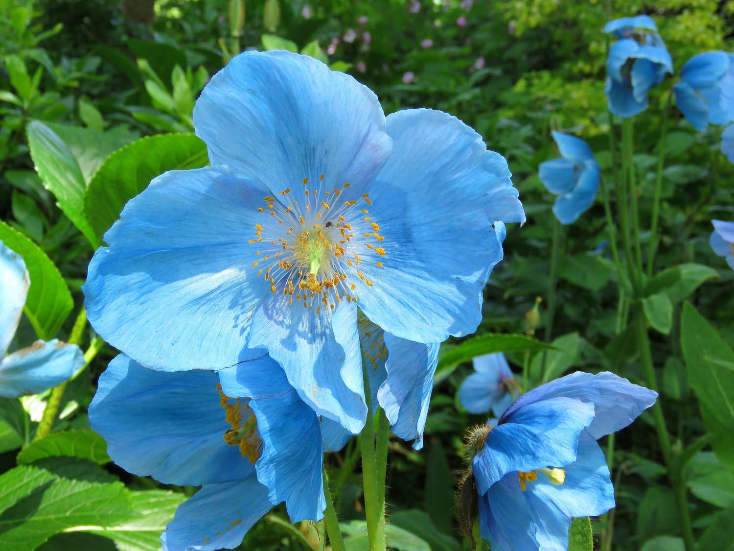 close up of a blue flower of the blue poppy