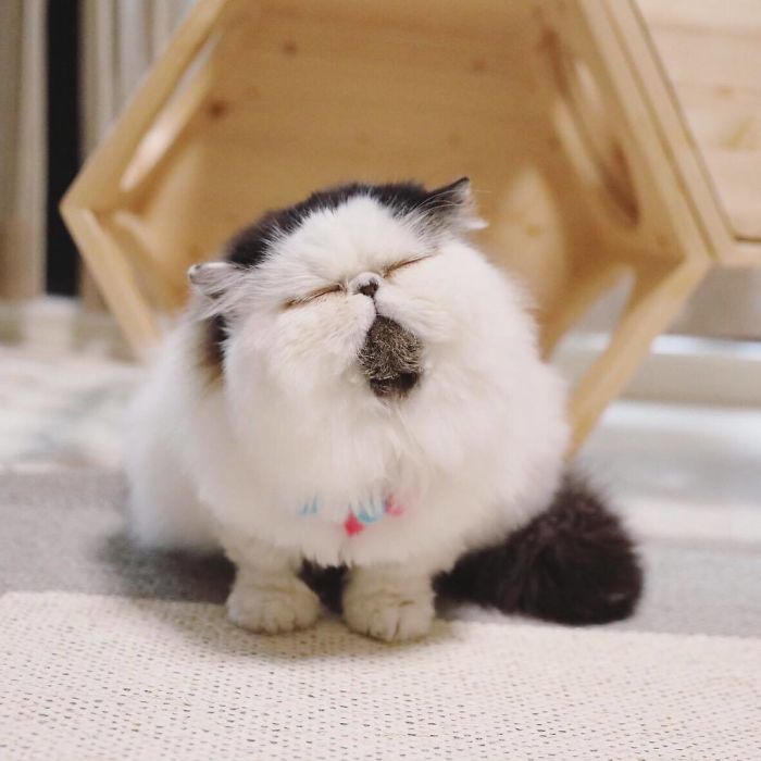 Zuu: The Living Alarm Clock – Meet the Cat that Wakes You Up in the Most Adorable Way.NgocChau