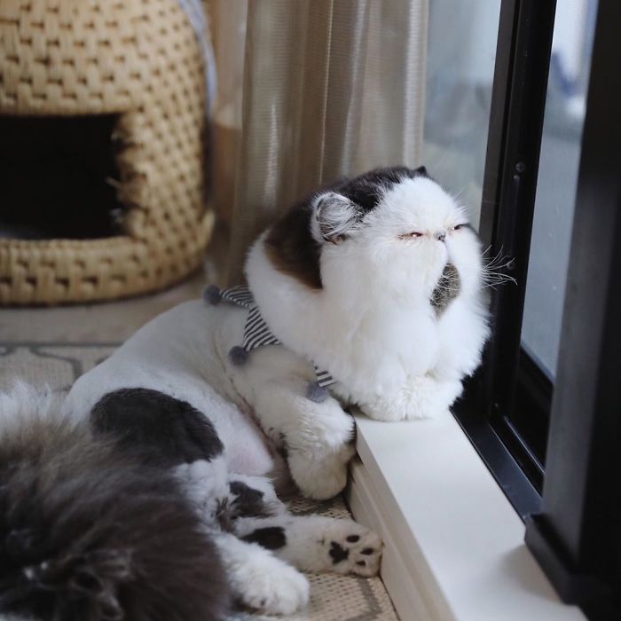 Zuu: The Living Alarm Clock – Meet the Cat that Wakes You Up in the Most Adorable Way.NgocChau