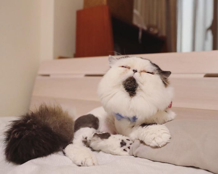 Zuu: The Living Alarm Clock – Meet the Cat that Wakes You Up in the Most Adorable Way.NgocChau