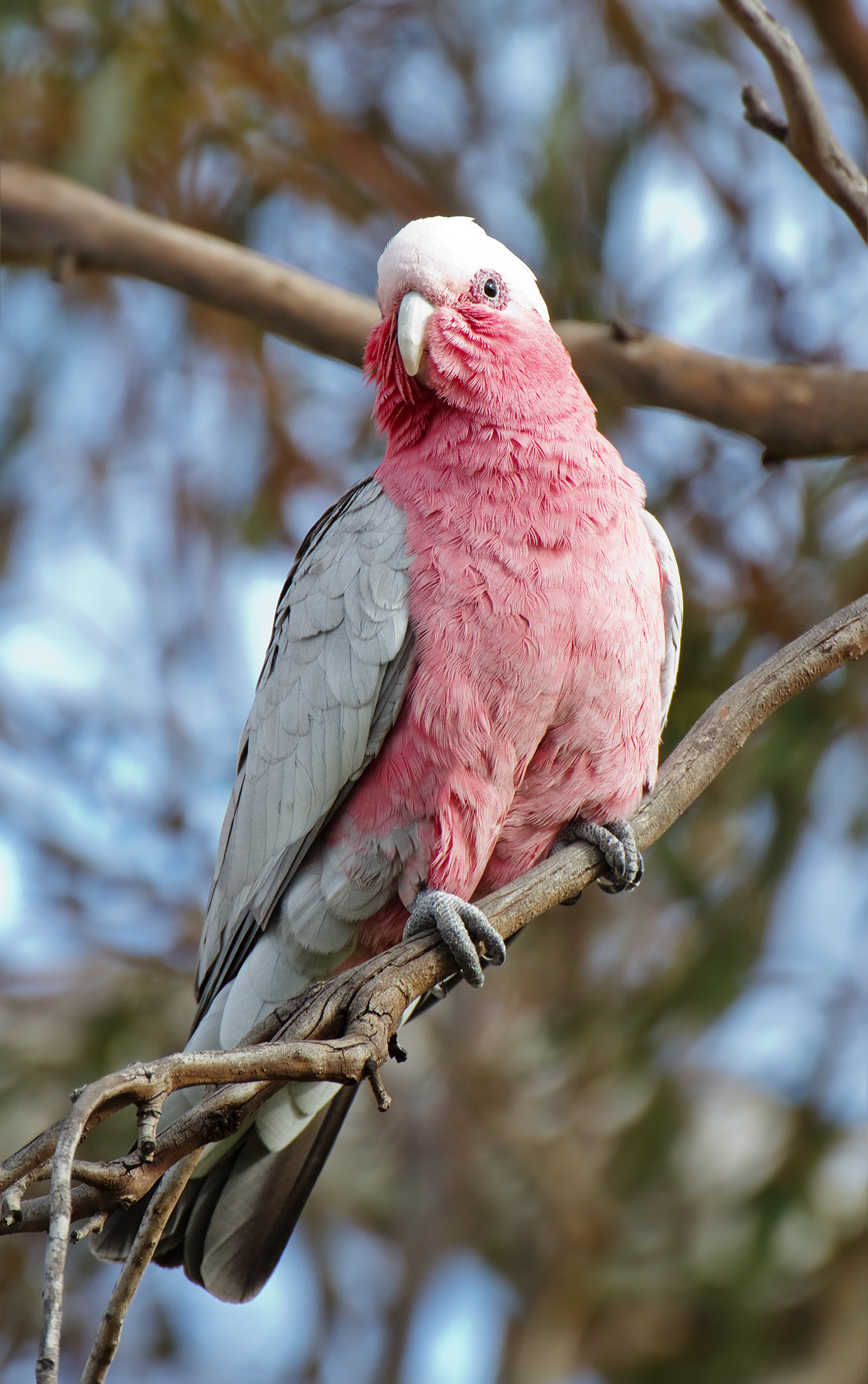 These pink-faced birds will capture your heart with their exquisite colors! – The Daily Worlds