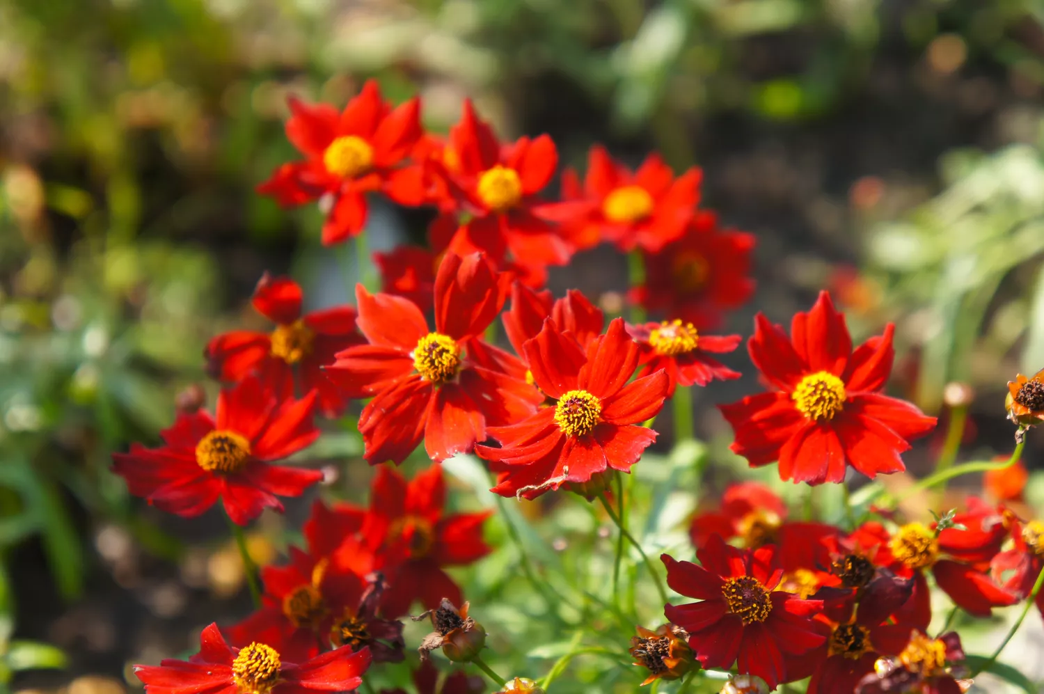 Coreopsis