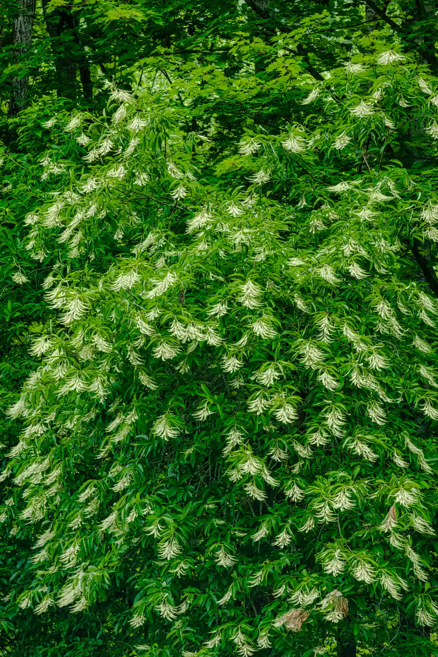 Lily of the Valley Tree