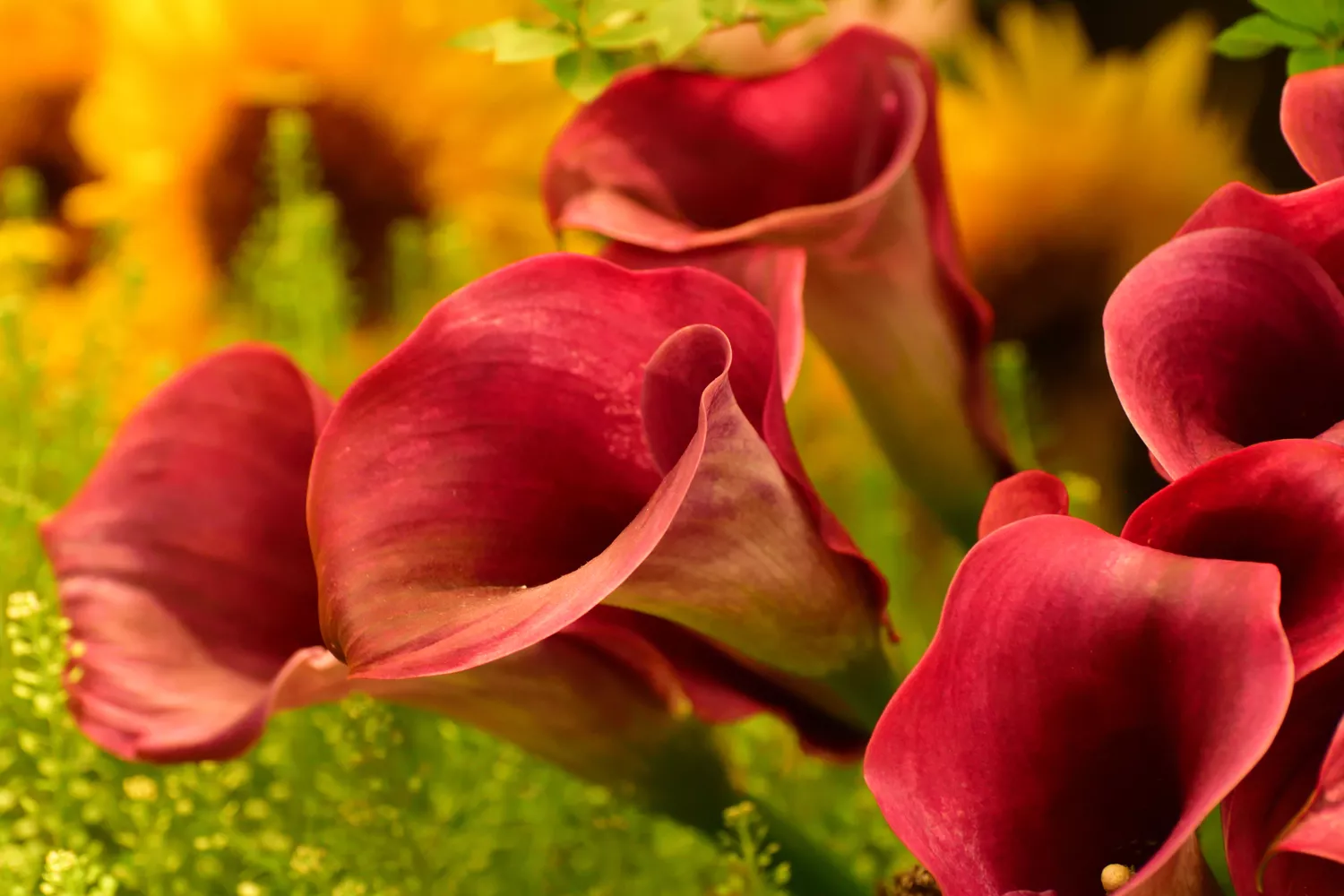 Calla Lily