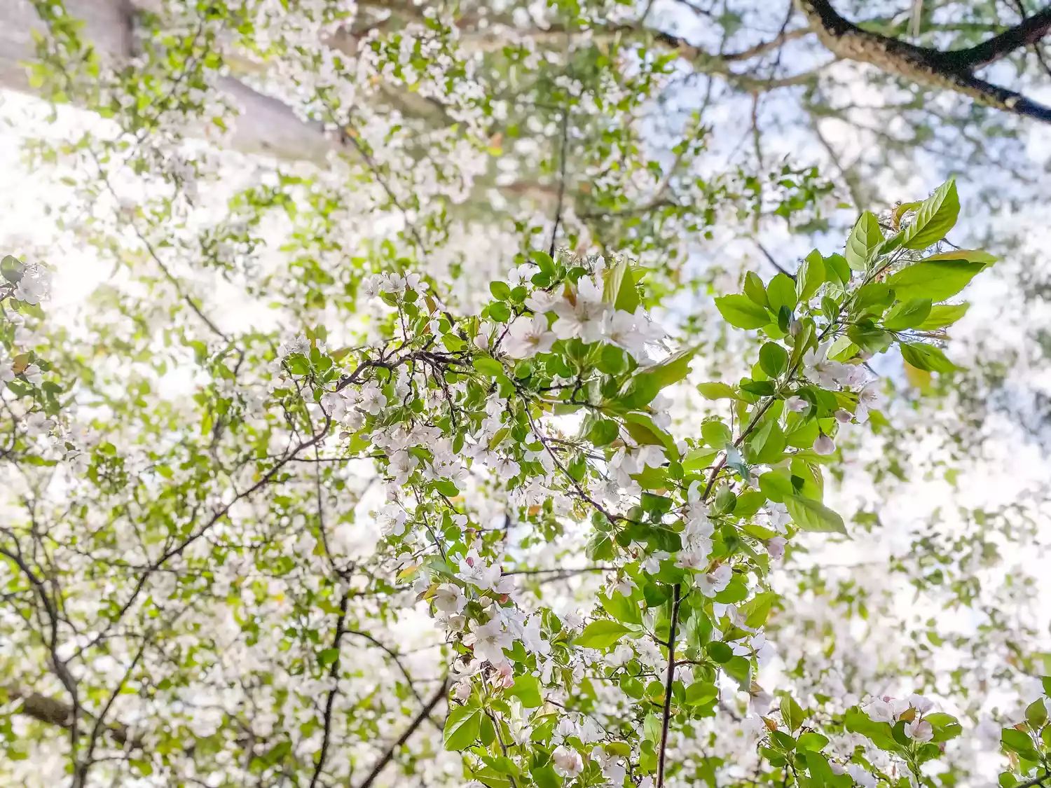 Crabapple Tree