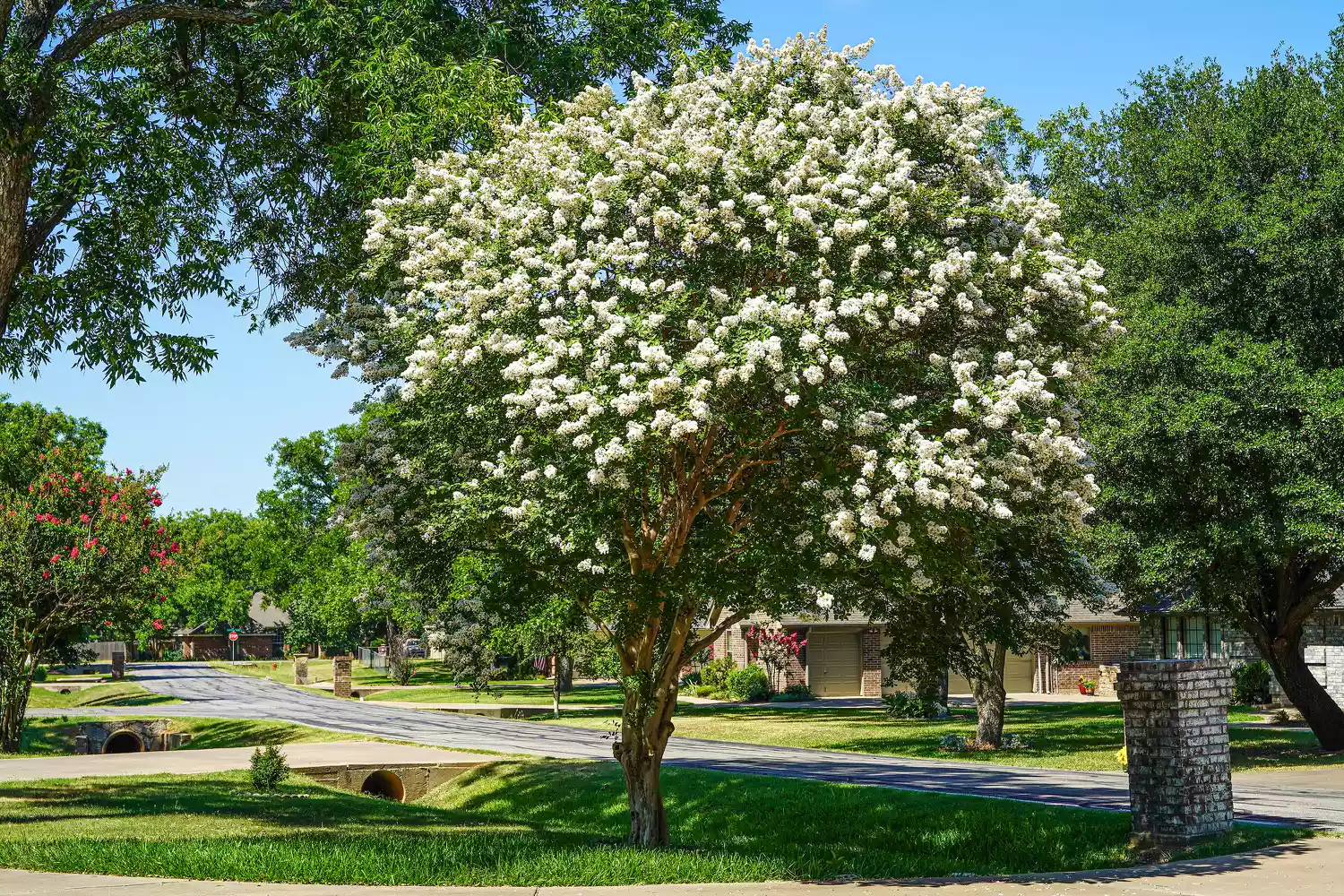 Crepe Myrtle Tree