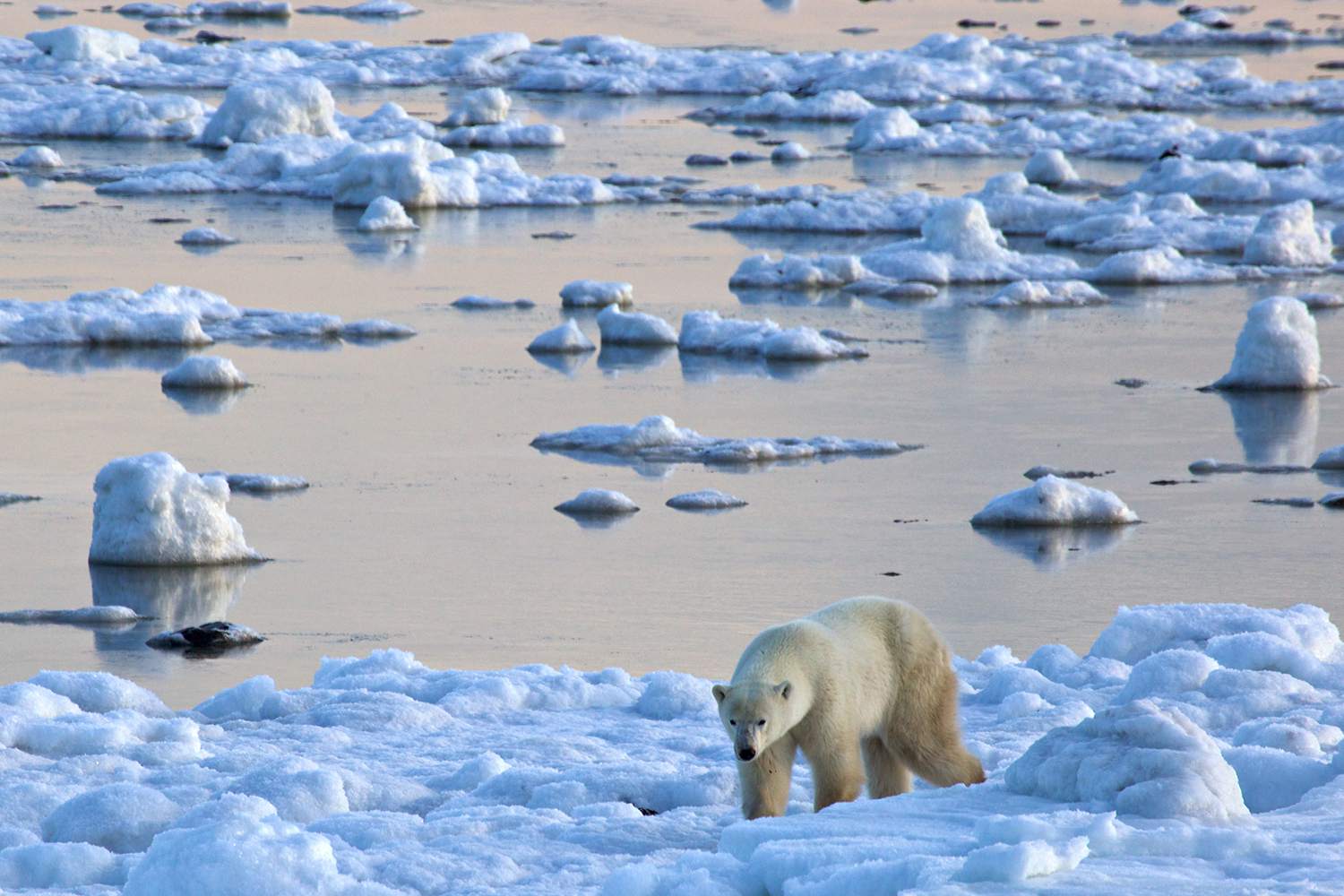 Polar bear along the edge of Hudson Bay