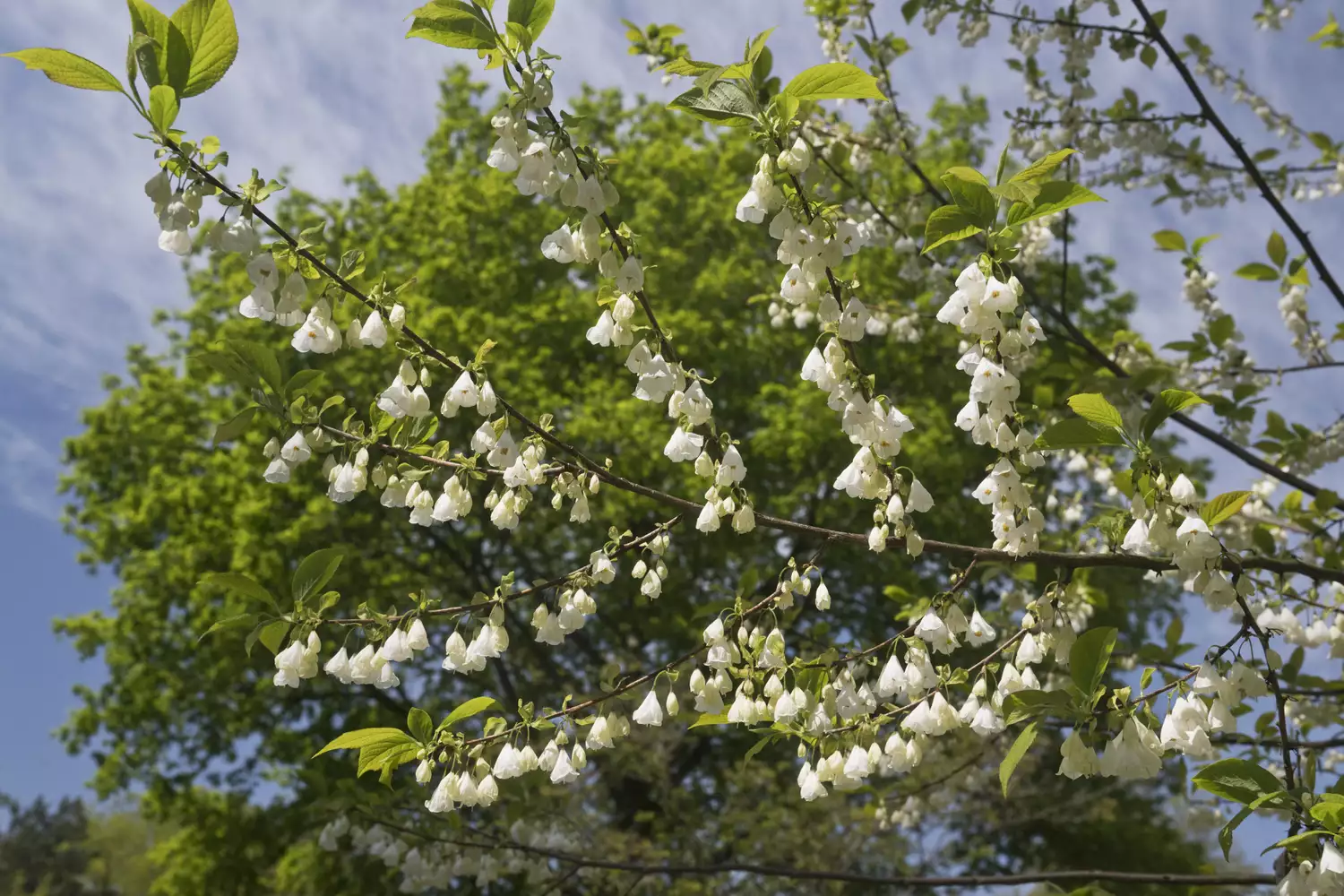 Halesia carolina