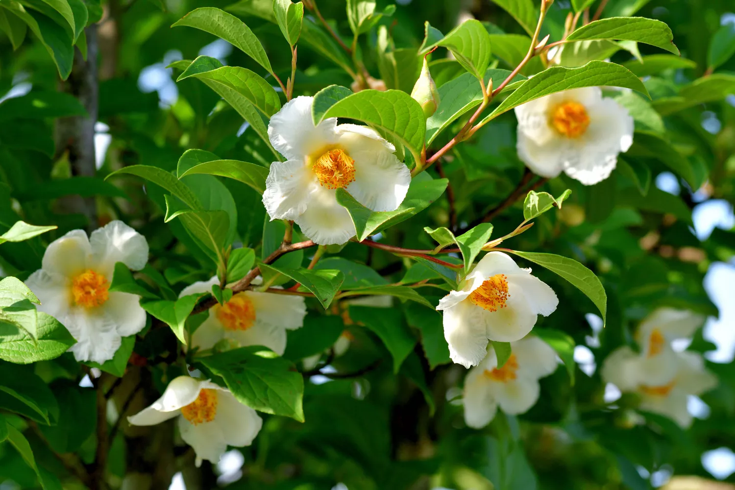 Japanese Stewartia