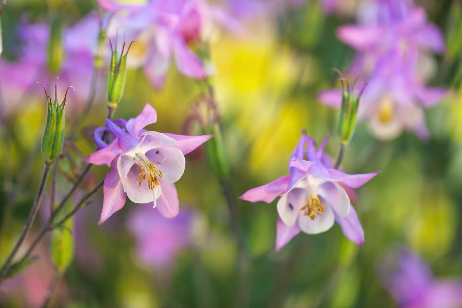 Purple Columbine flowers in bloom