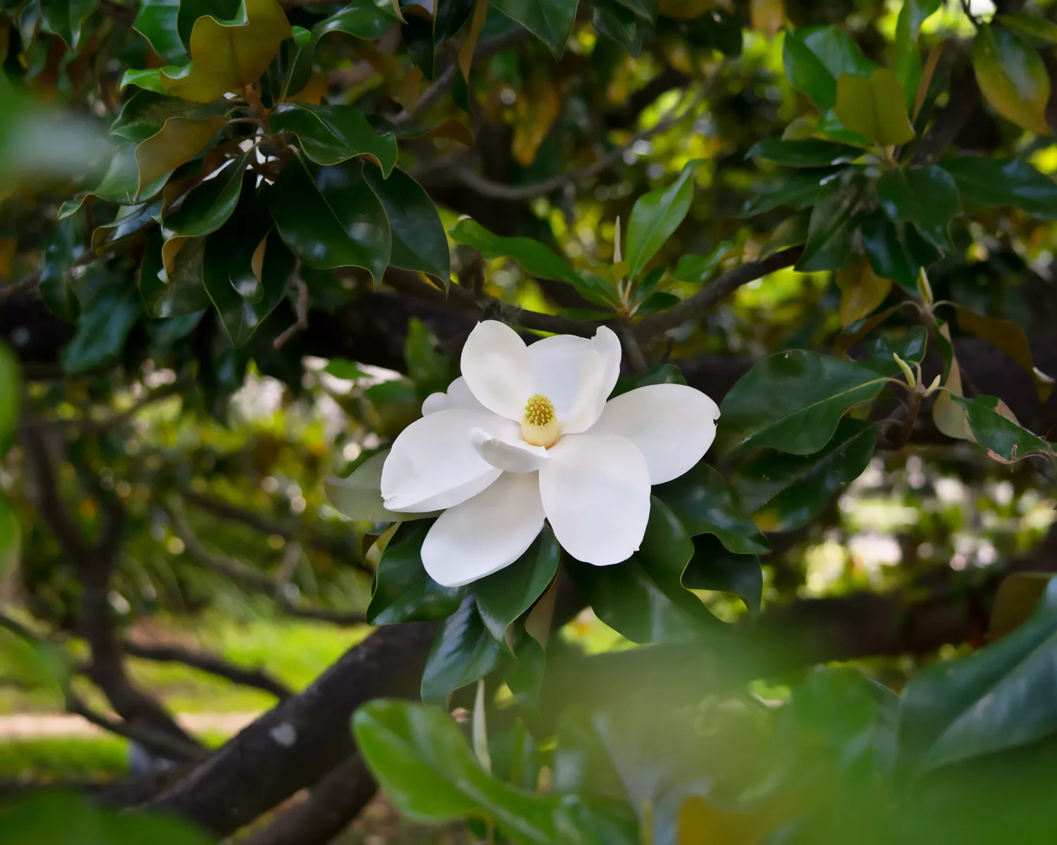 Southern Magnolia Tree