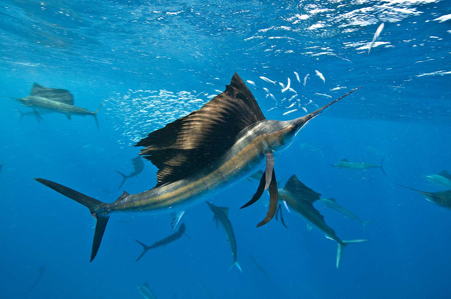 Underwater view of group of sailfish corralling sardine