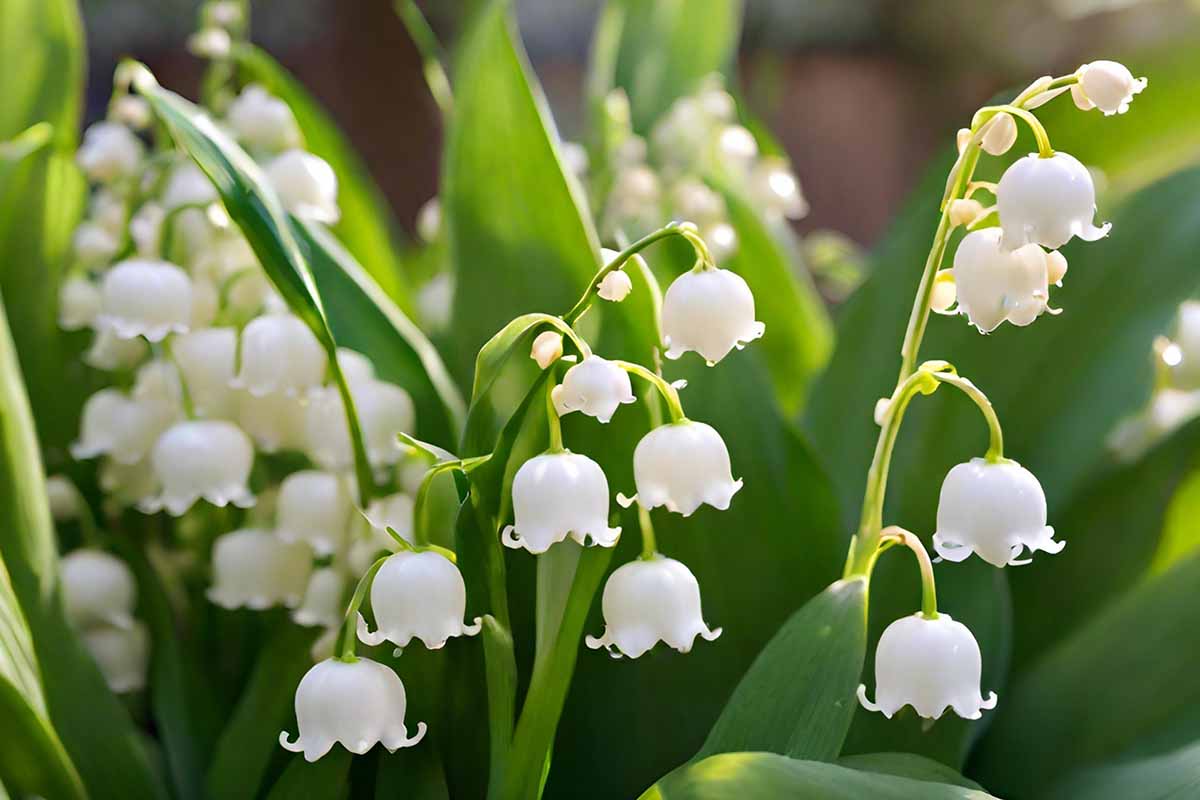 Lily of the Valley Growing Guides, Tips, and Information | Gardener's Path