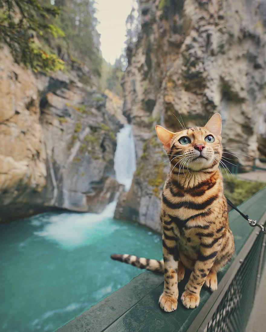 Adventures-suki-the-cat-canada