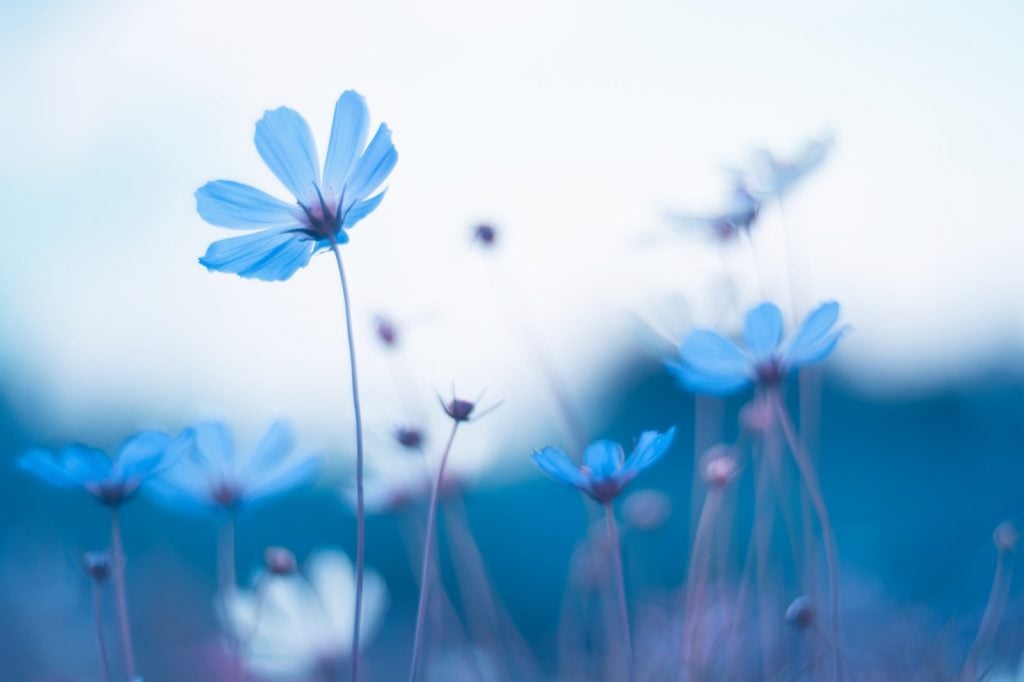 Artistic image of delicate blue flowers with soft selective focus