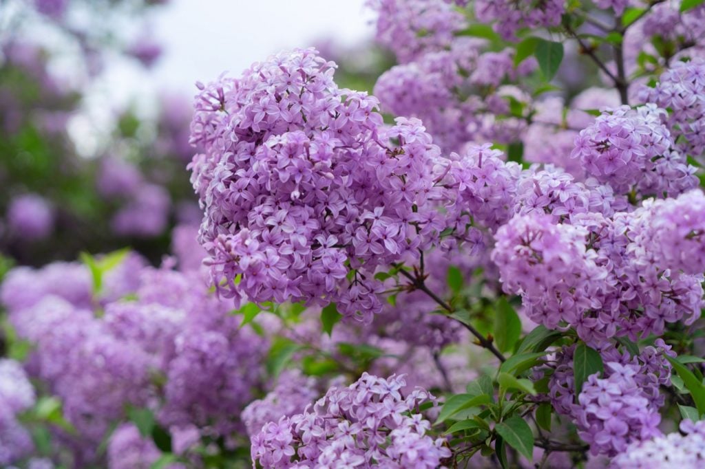 Blooming purple lilac flowers in nature