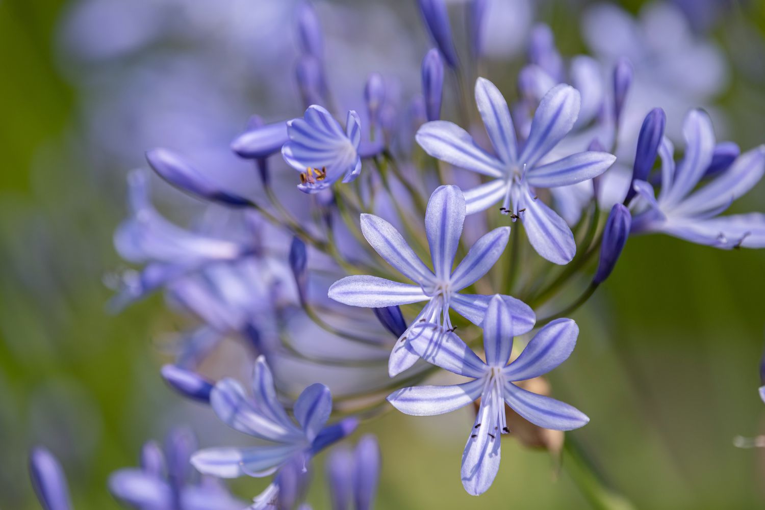 African lily with light purple-striped flowers and buds closeup
