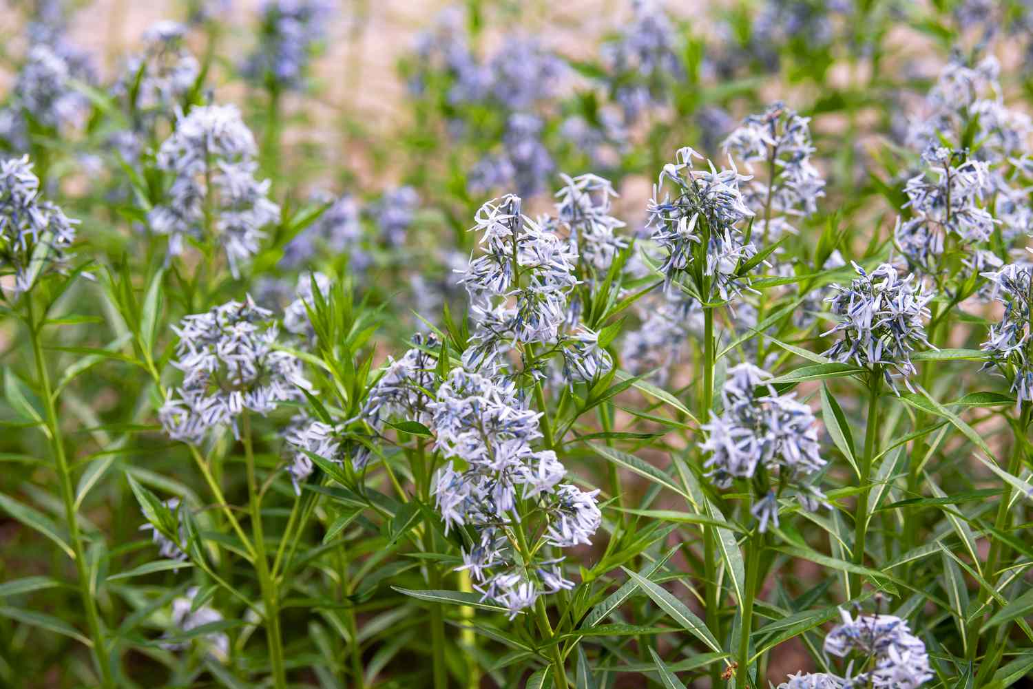 Blue star plant with tiny light blue-purple flower clusters with grass-like leaves