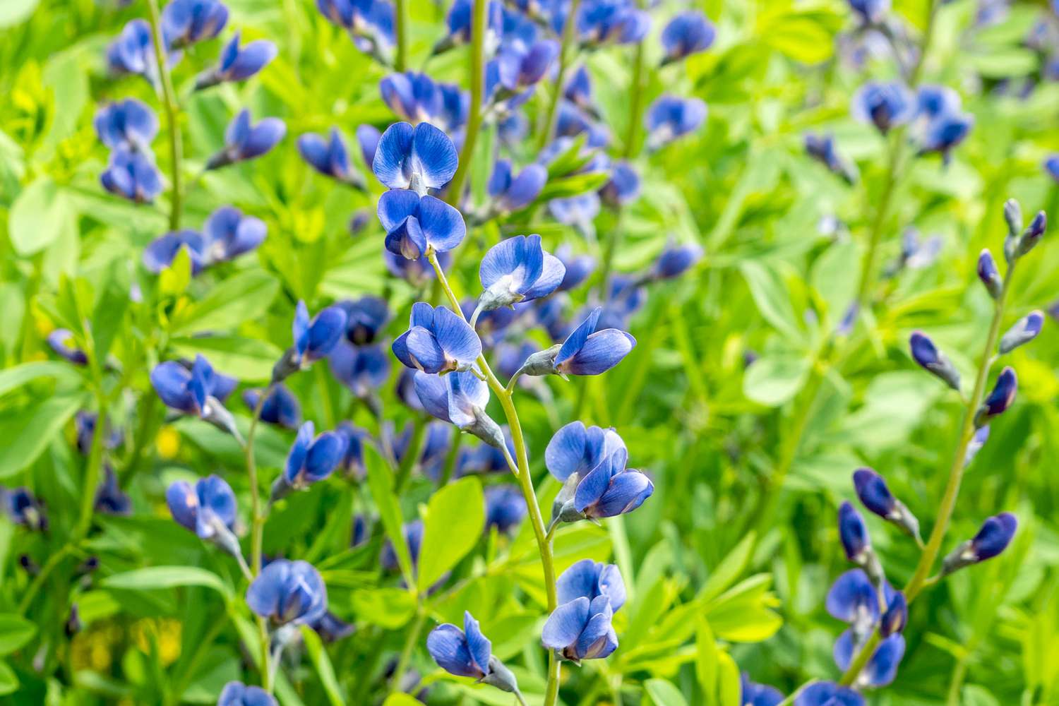 False indigo with deep blue flowers on thin stems with bright green leaves