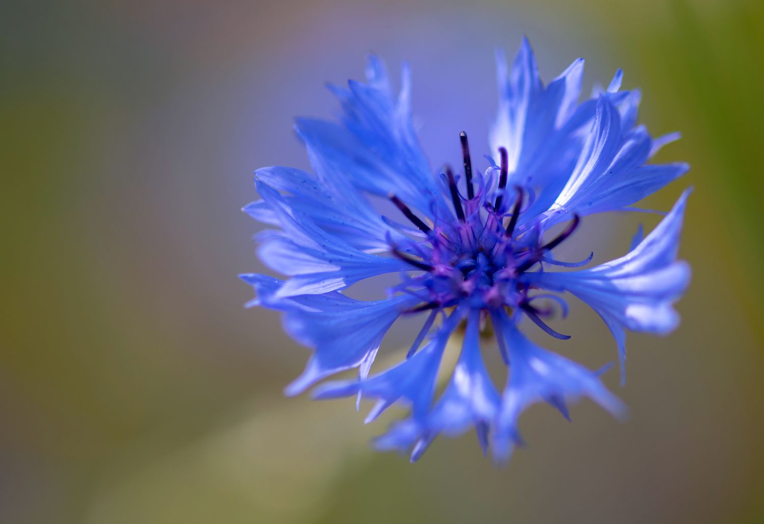 Blue-purple cornflower with ruffled petals clustered together closeup