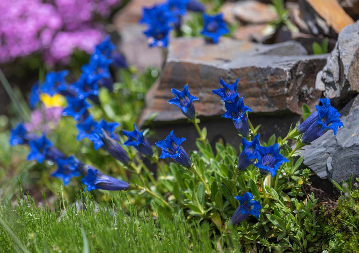 Gentian flowers with deep blue tubular petals next to rock slabs