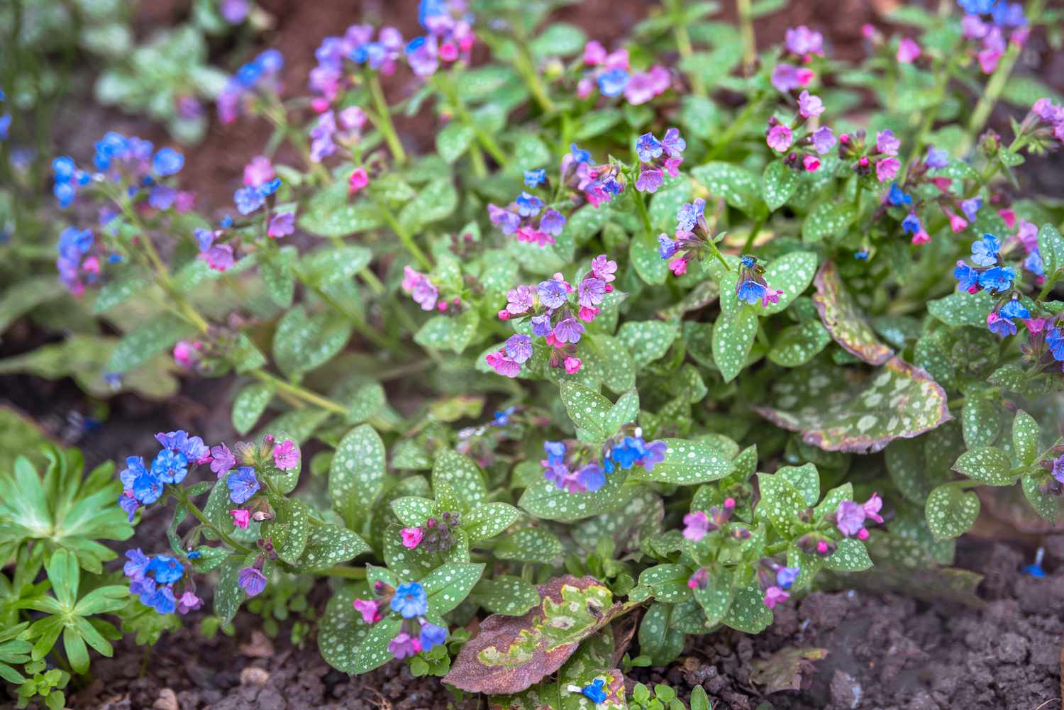 Lungwort plant with tiny pink, purple and blue flowers with white spotted leaves