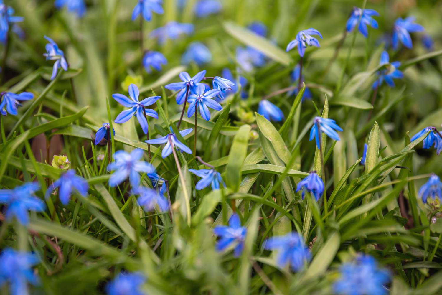 Siberian squill with small star-like blue and white flowers surrounded by grass