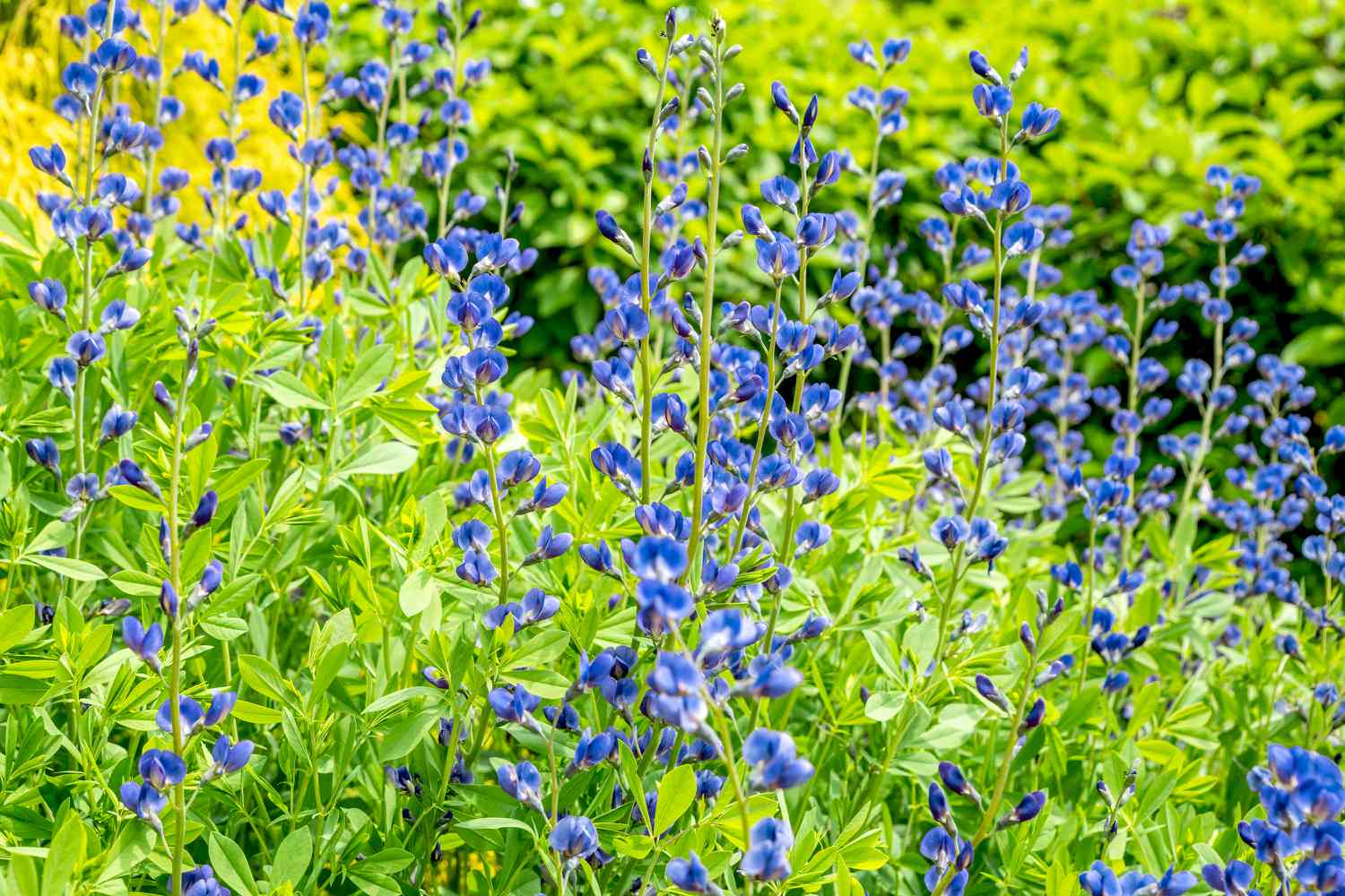 False indigo plant with blue flowers on tall stems in garden