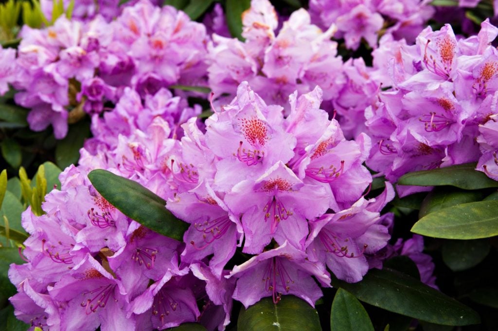 Bush with pink rhododendron flowers