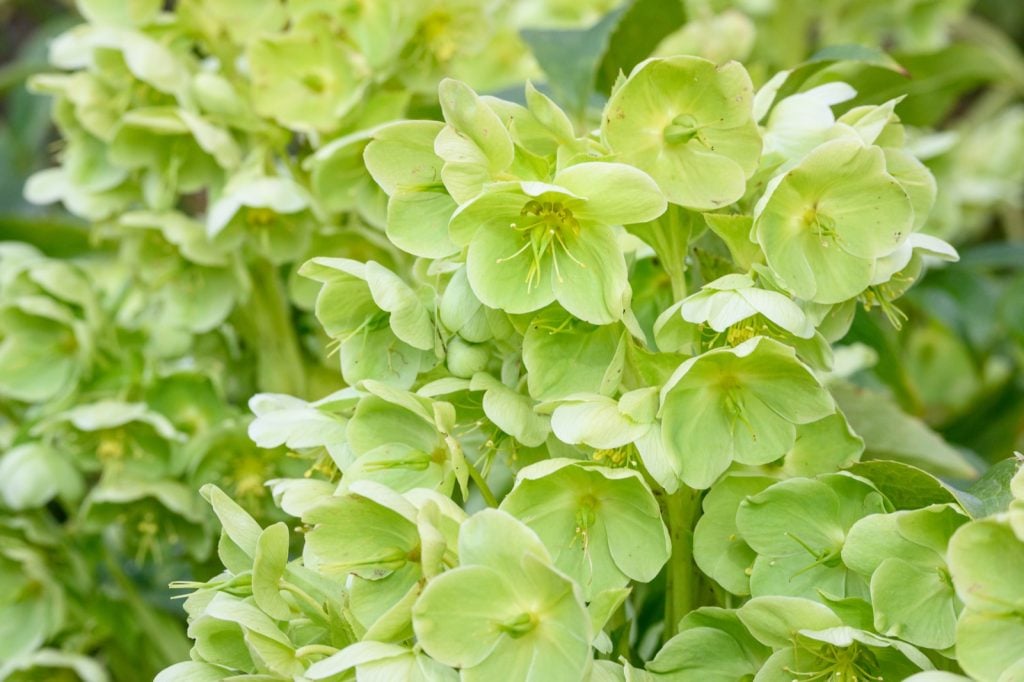Close-up of lime green blooming hellebore flowers in a spring garden