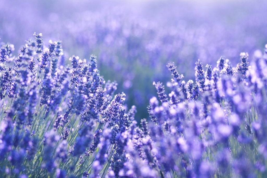 Close-up photo of lavender flowers