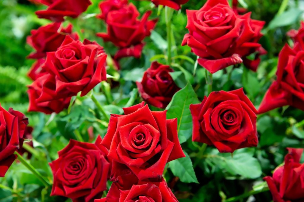 Close-up of red roses with green leaves, one of the most popular flower and color combinations