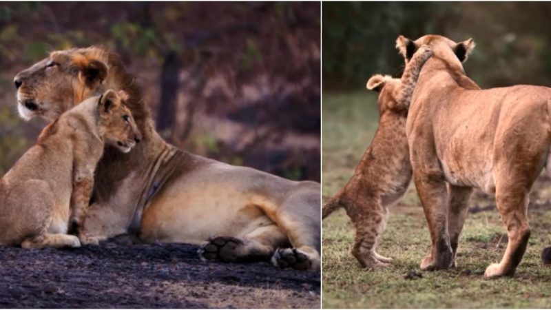 Maternal Majesty: A Symphony of Love and Beauty in the Wilderness (Video)