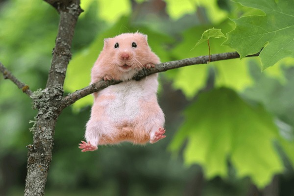 Chuột hamster" – 62.195 Ảnh, vector, đối tượng 3D và hình chụp có sẵn |  Shutterstock
